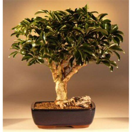 Paisaje Hawaiian Umbrella Bonsai Tree - Arboricola Schefflera Luseanne - Large PA2806761
